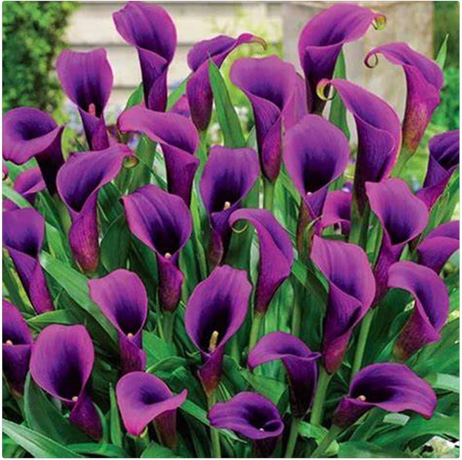 resources of Iris Blue Cardamom exporters