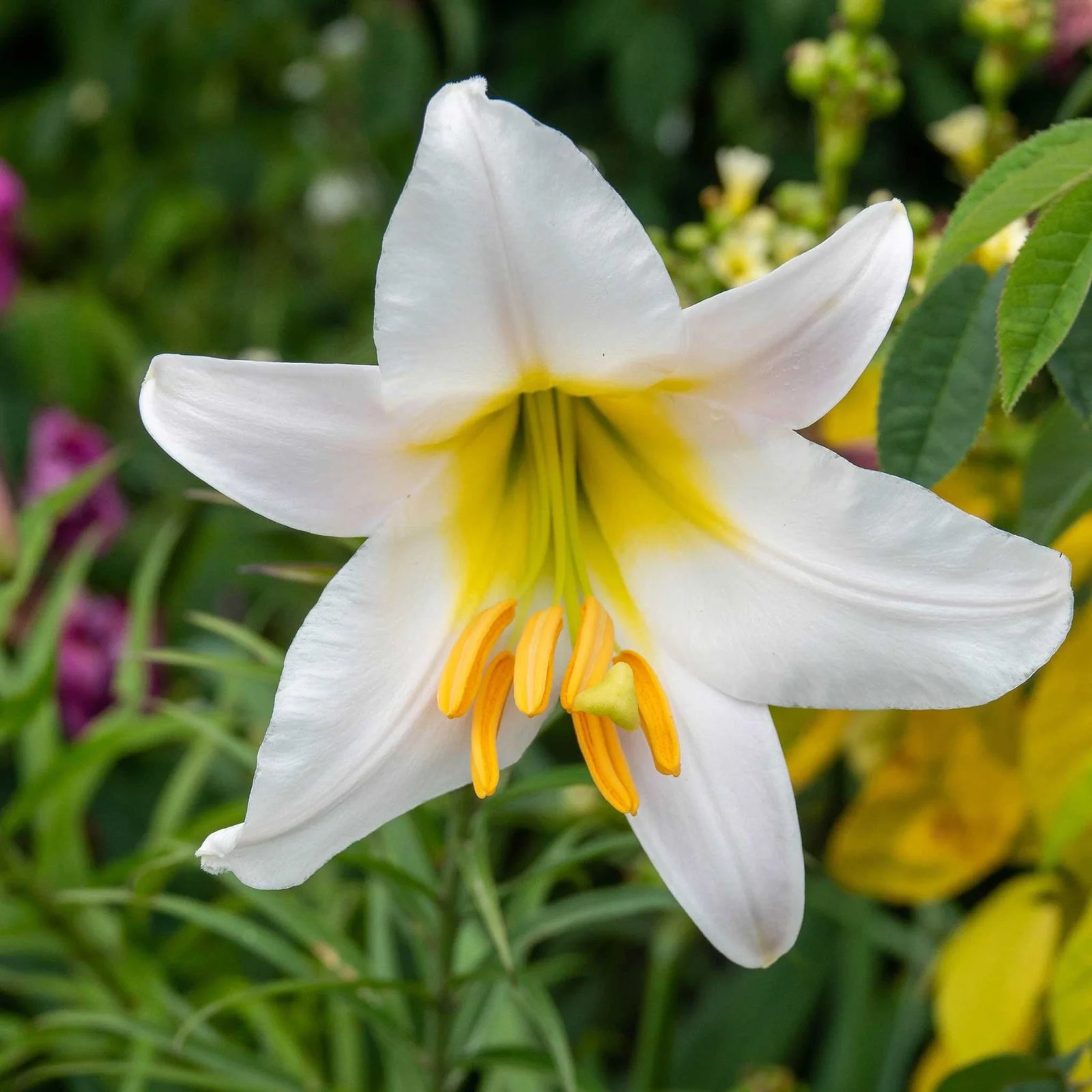 resources of Lily exporters