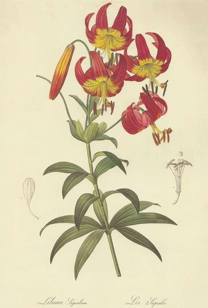 resources of Fritillaria Extract exporters