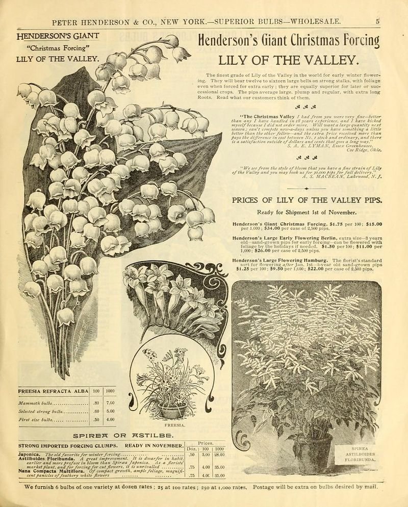 resources of Eropean Lily Of The Valley exporters