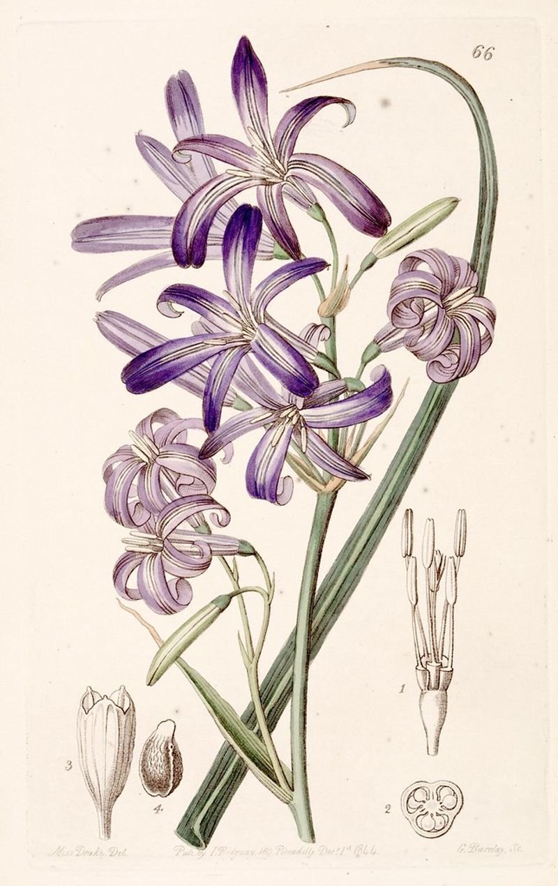 resources of Orchis exporters