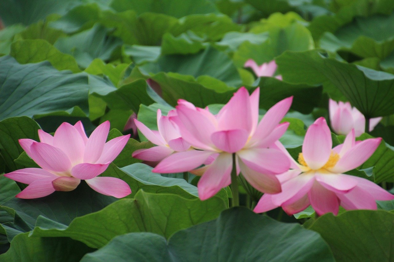 resources of Water lily lantern exporters
