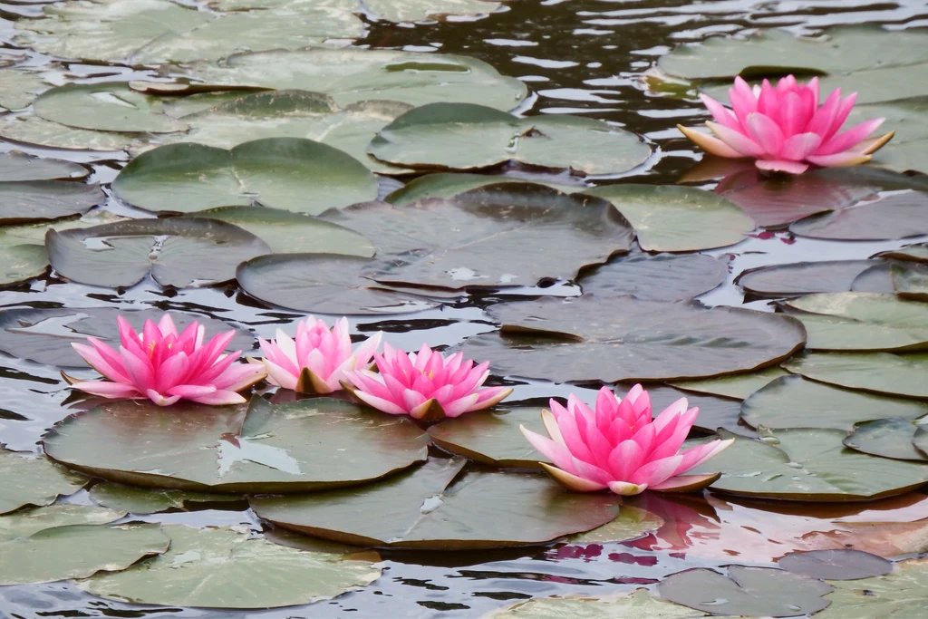 resources of Floral Waters exporters