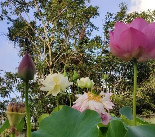 resources of Blooming Serenity exporters