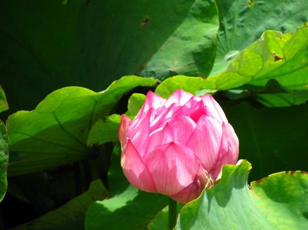 resources of Nymphea Flower exporters