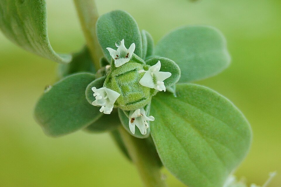 Marjoram Exporters, Wholesaler & Manufacturer | Globaltradeplaza.com