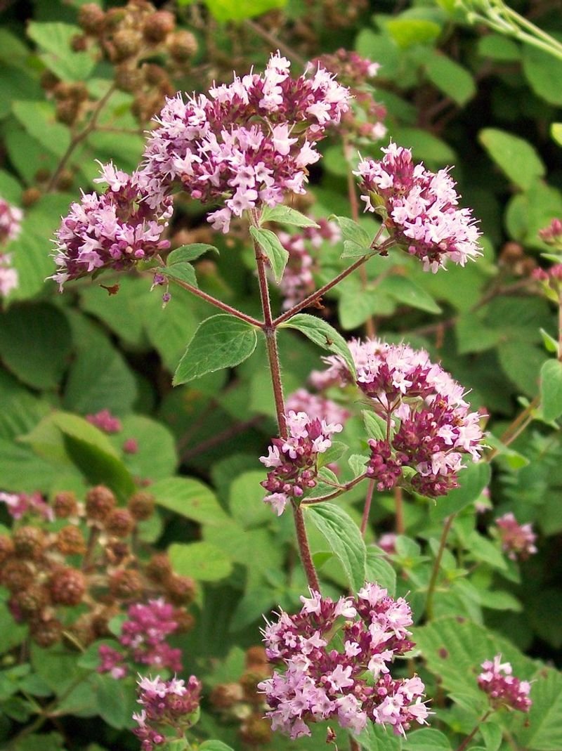 resources of Marjoram exporters