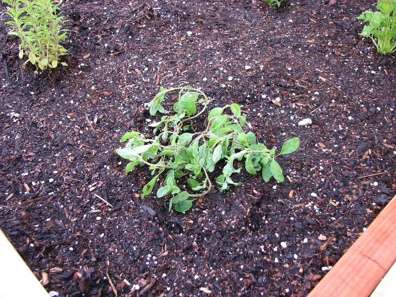 resources of Chilli Oregano exporters