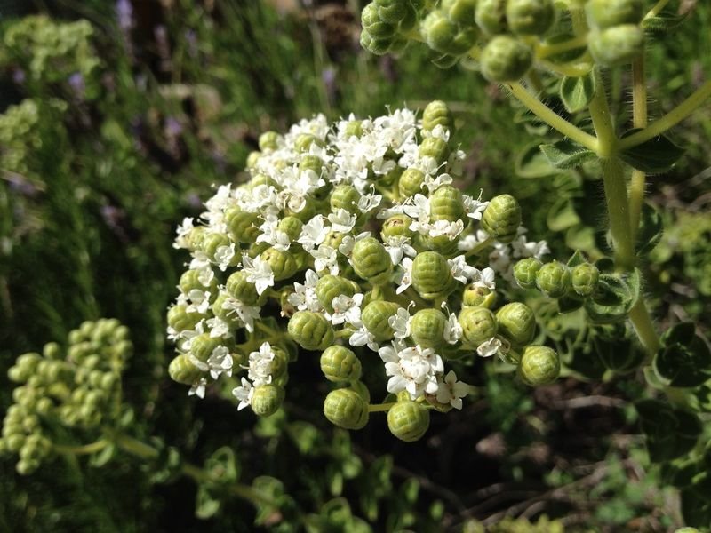 resources of Yarrow Way Oil exporters