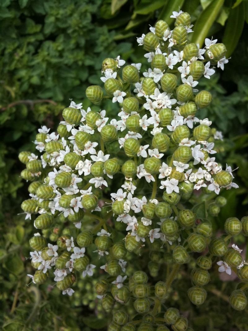 resources of Marjoram exporters