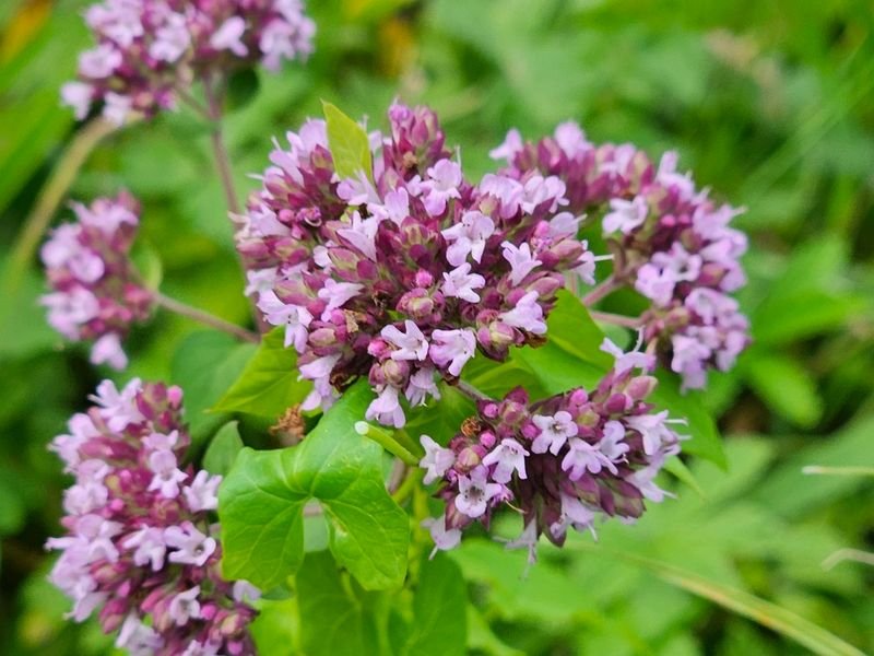 resources of Marjoram leaves exporters