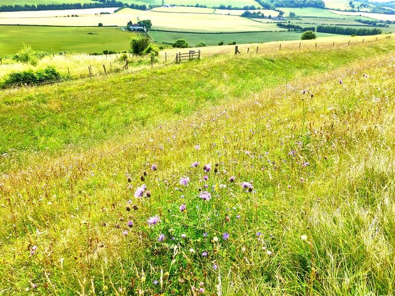 resources of Stock dorset exporters