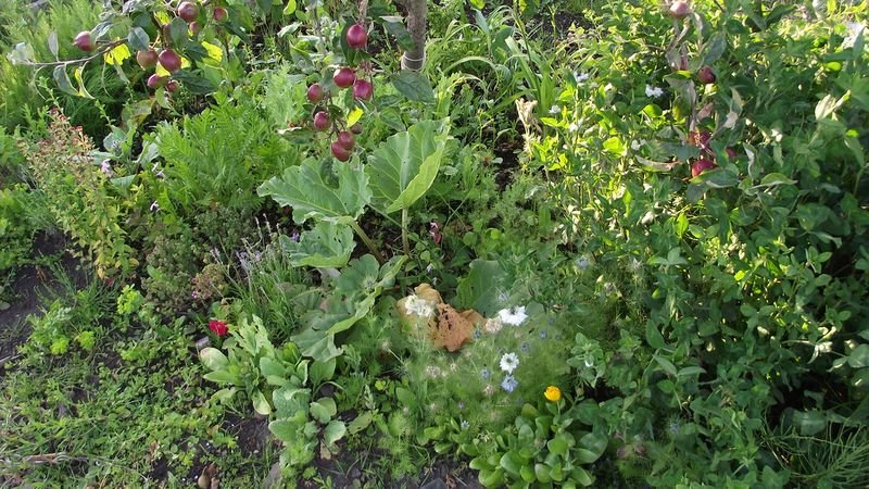 resources of Marjoram exporters