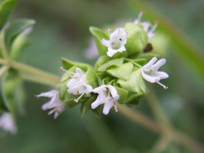 resources of Common Motherwort Leonurus Cardiaca exporters