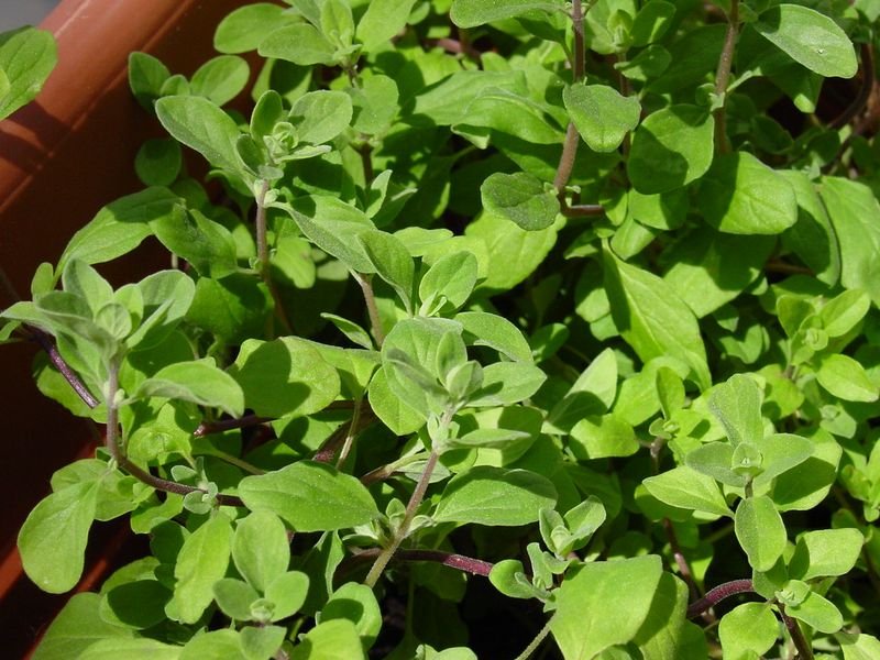 resources of Fenugreek leaves exporters resources of Fenugreek leaves exporters