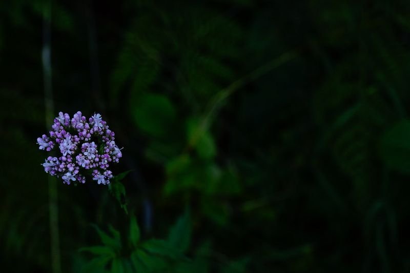 resources of Marjoram exporters