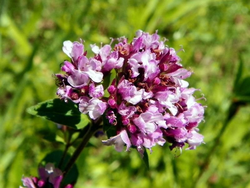 resources of Hydrangeas exporters