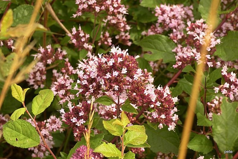 resources of Marjoram Origanum exporters