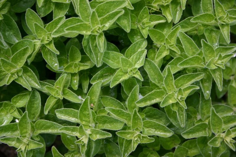 resources of Oregano exporters