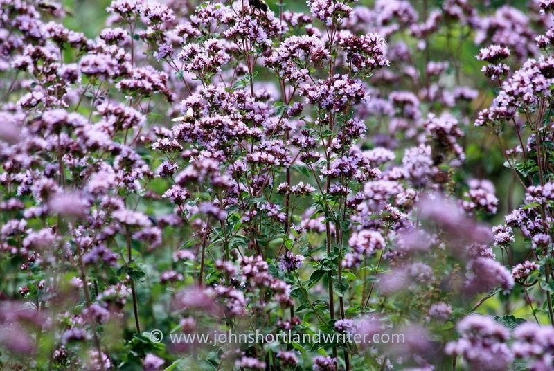 resources of Egyptian Marjoram spice exporters