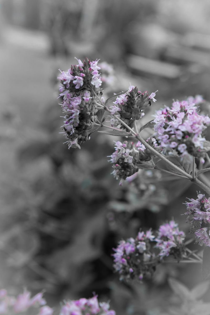 resources of Marjoram exporters