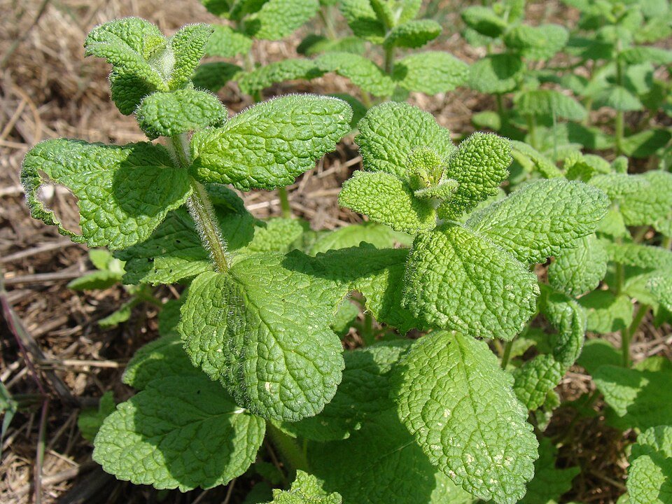 Mint Exporters, Wholesaler & Manufacturer | Globaltradeplaza.com