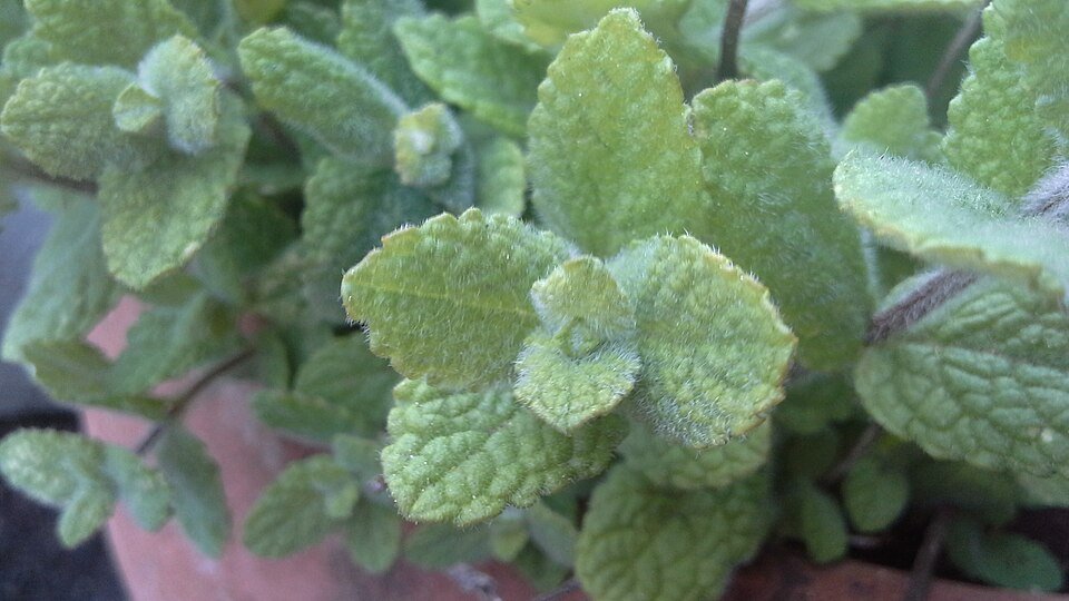 resources of Mint exporters