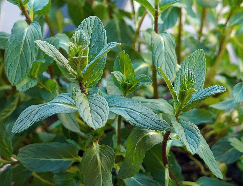 resources of mint exporters