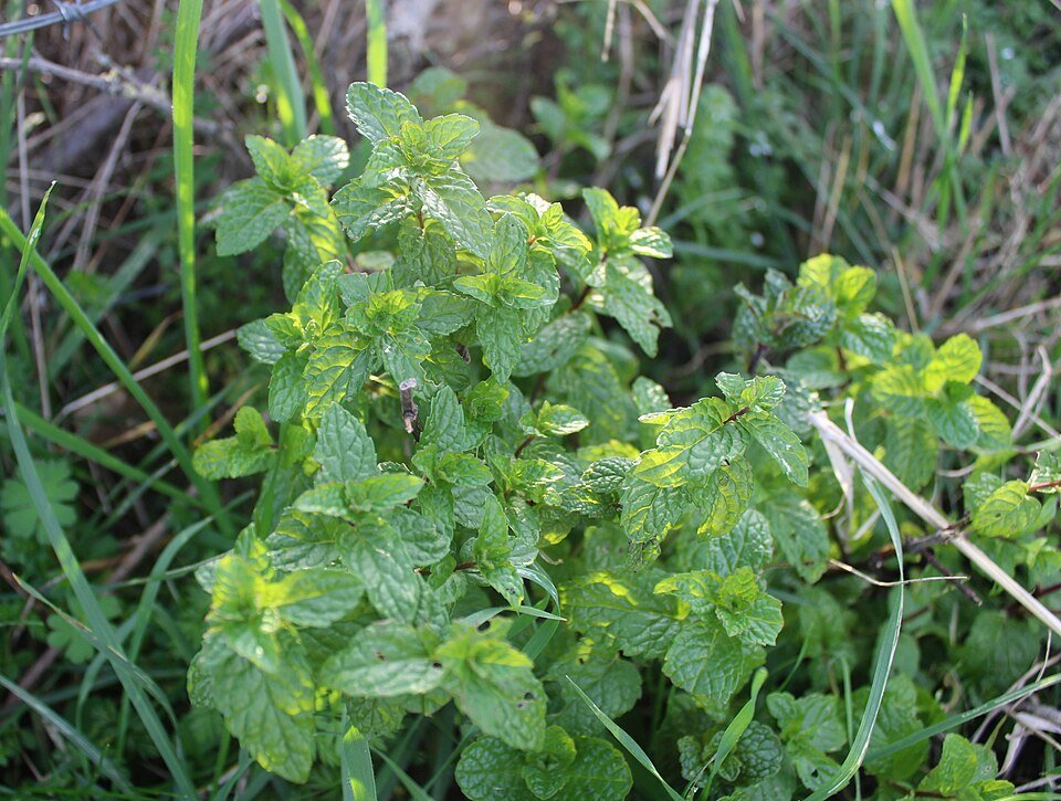 resources of Mint exporters