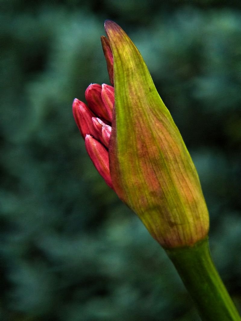 resources of Eva lady slipper exporters