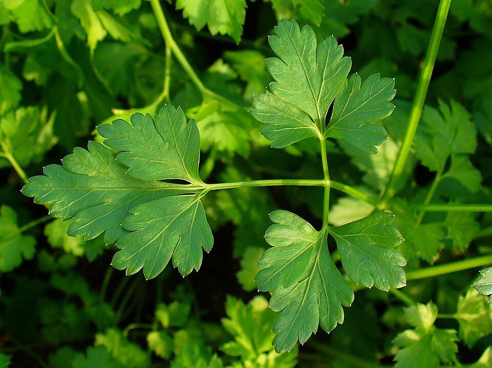 Parsley Exporters, Wholesaler & Manufacturer | Globaltradeplaza.com