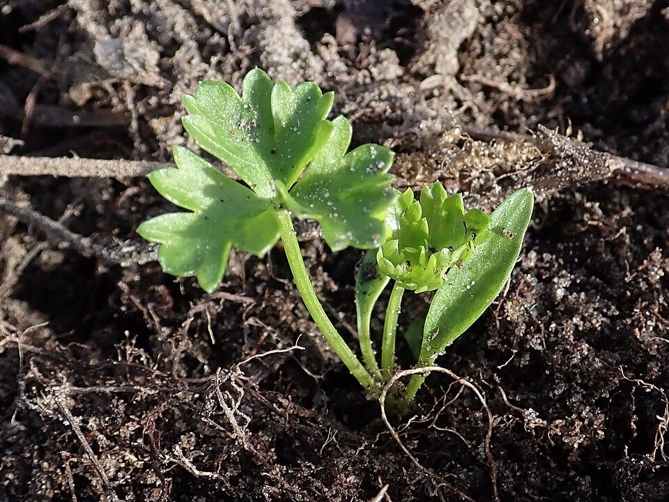resources of Parsley exporters