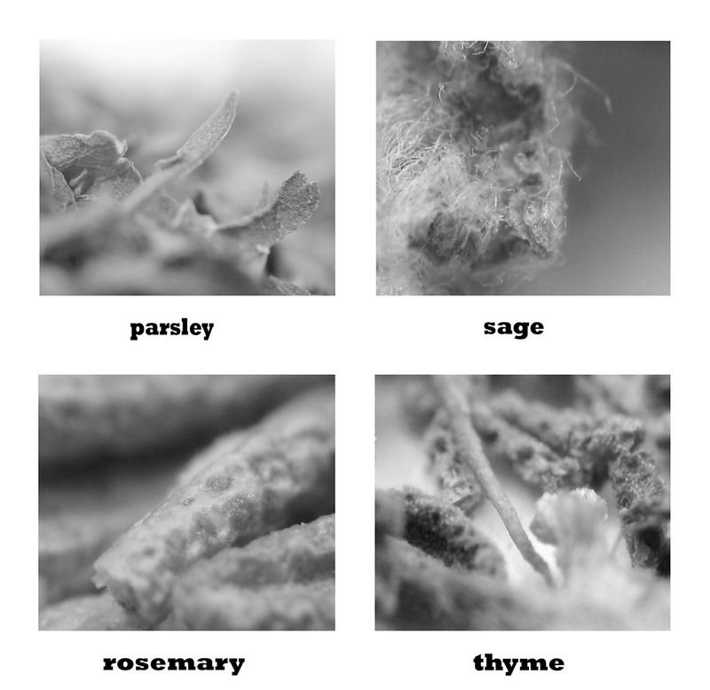 resources of Parsley Seed Essential Oil exporters