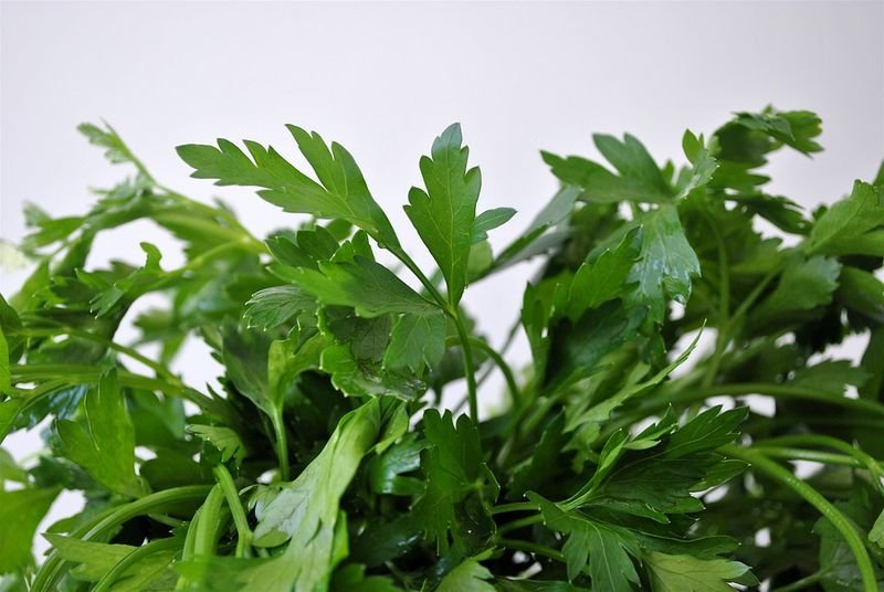resources of Parsley Leaves - Petroselinum exporters