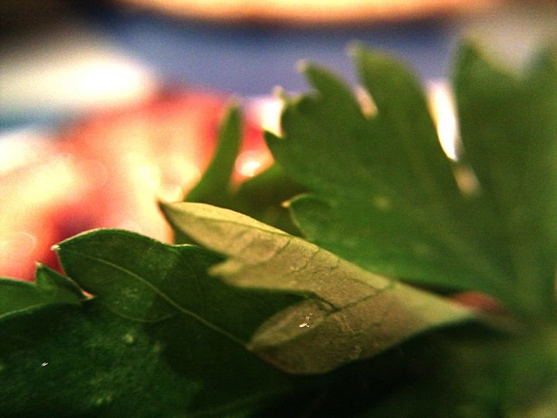 resources of Soursop Leaves exporters