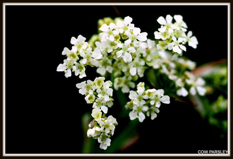 resources of Parsley exporters