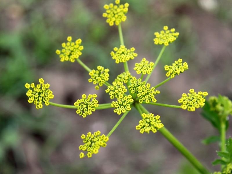 resources of Parsley Powder exporters