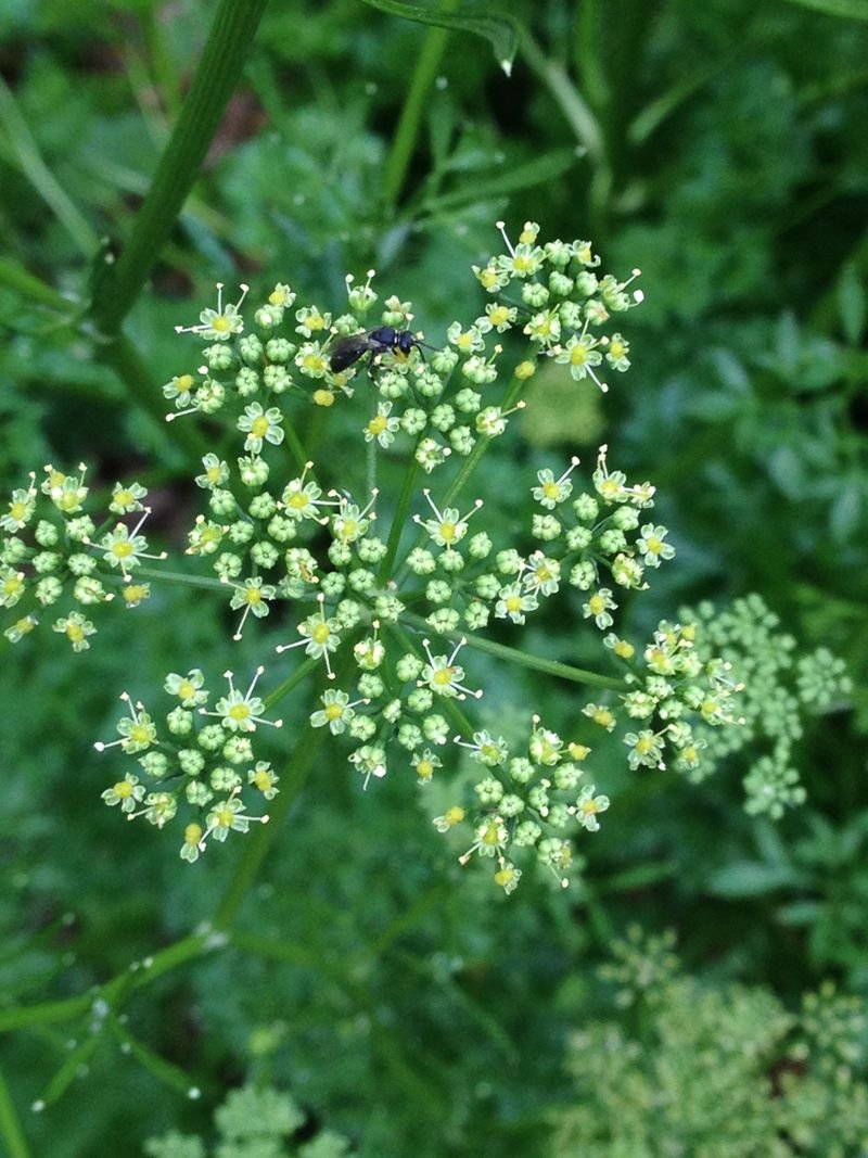 resources of Anise Pimpinella Anisum exporters