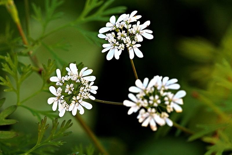 resources of Parsley exporters