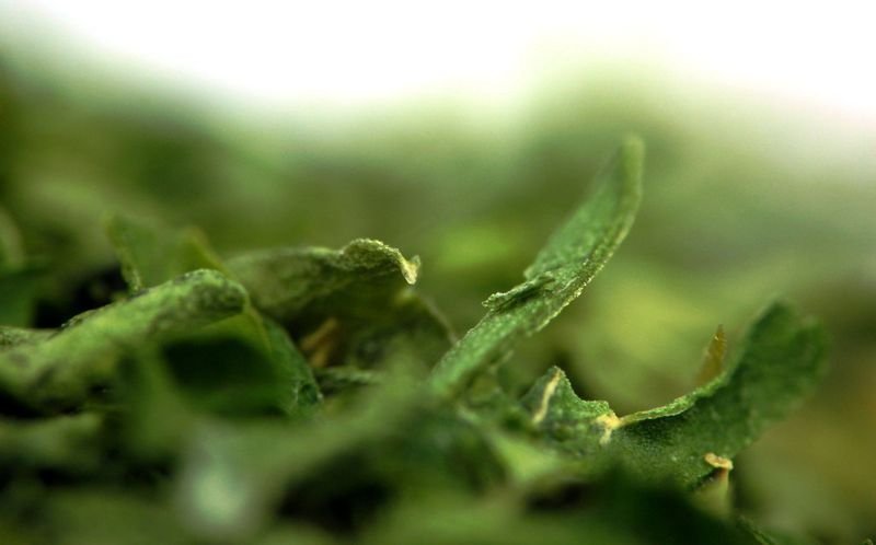 resources of Molokhia exporters