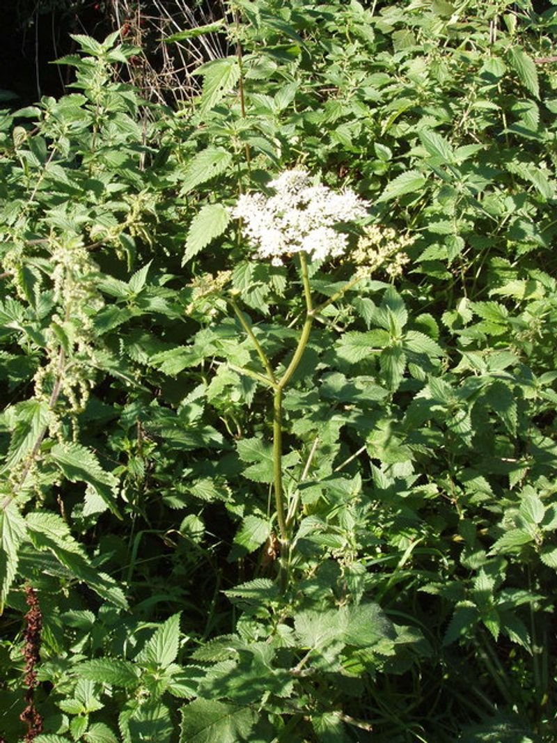 resources of Elderflowers exporters