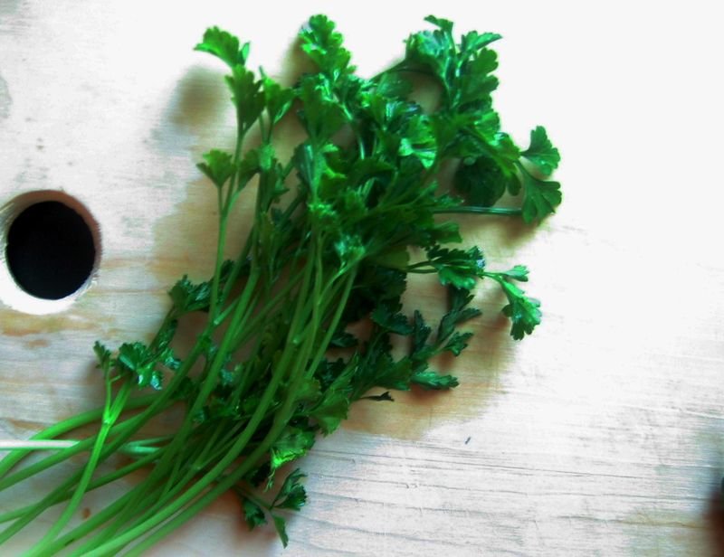 resources of cilantro exporters