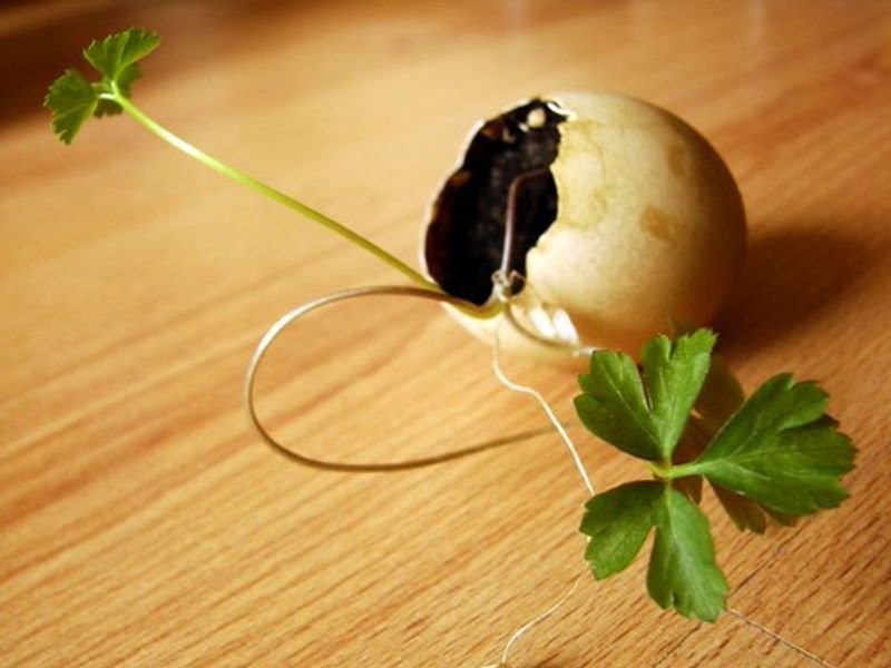 resources of Parsley (Pak Chi Farang) exporters resources of Parsley (Pak Chi Farang) exporters