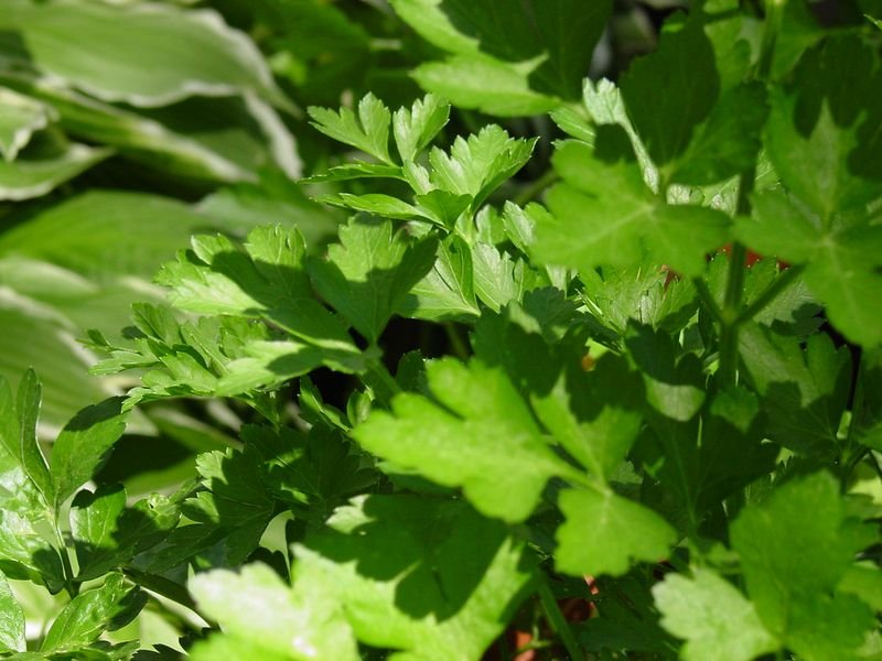 resources of Coriander exporters