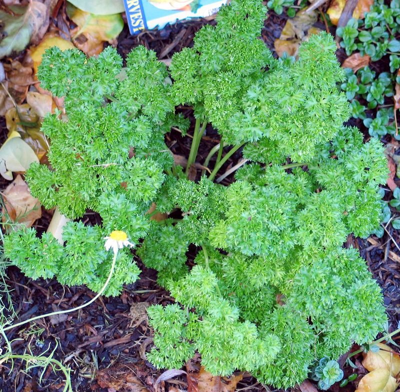resources of Parsley exporters