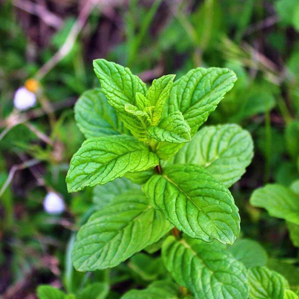 Peppermint Exporters, Wholesaler & Manufacturer | Globaltradeplaza.com