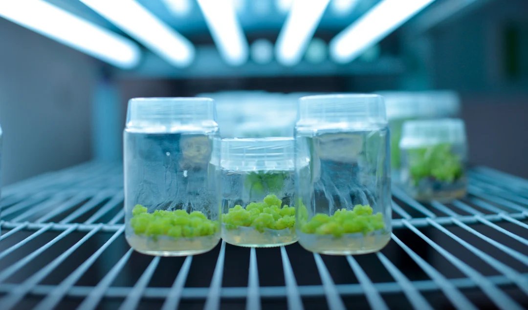 resources of Tissue culture Teakwood plant exporters