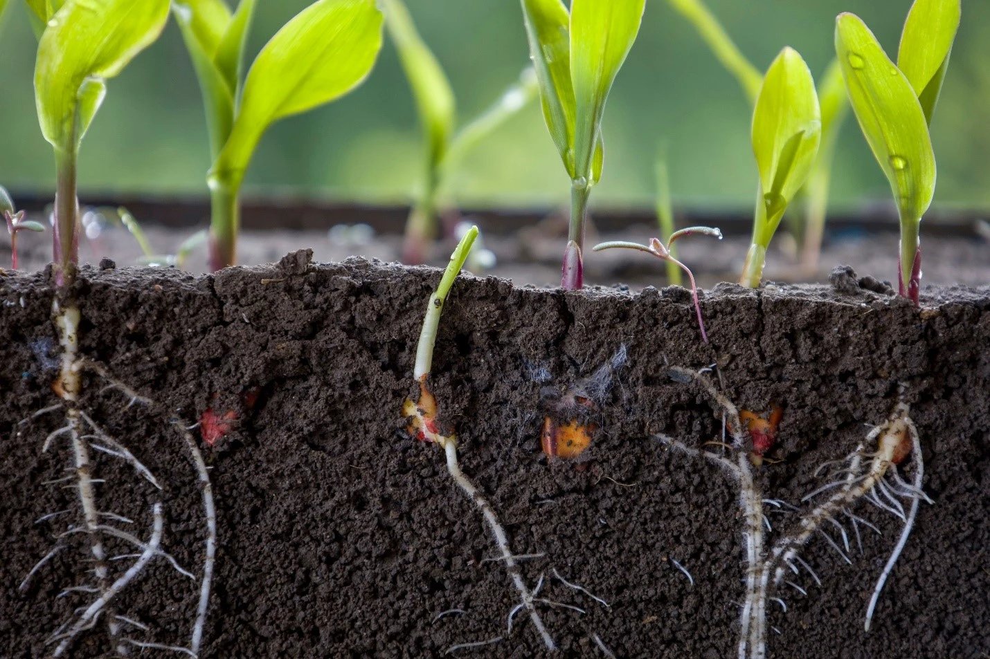 resources of Vegetables Seedlings exporters