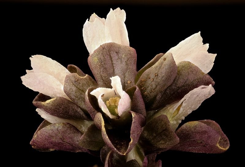 resources of German Bearded Iris Root Iris Germanica exporters