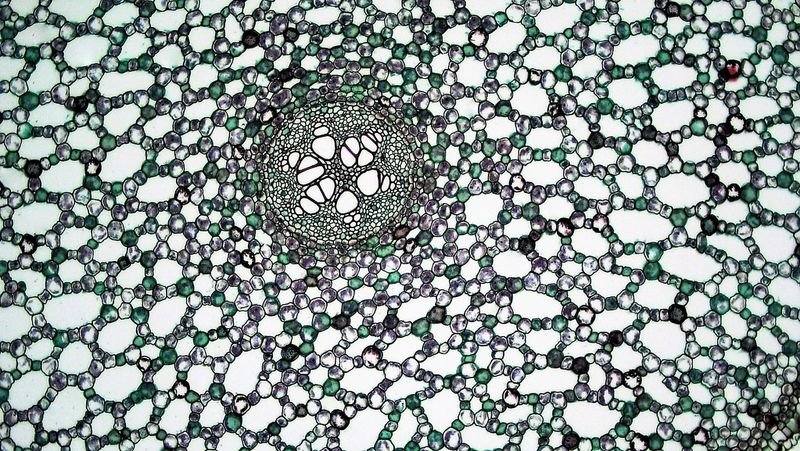 resources of C-Fold Tissues exporters